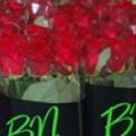 “SON-T lampen van Aruna Holland getest bij rozen: betere kwaliteit en lange levensduur”